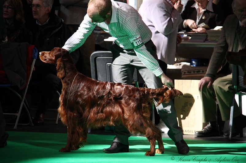 Crufts2011 554.jpg